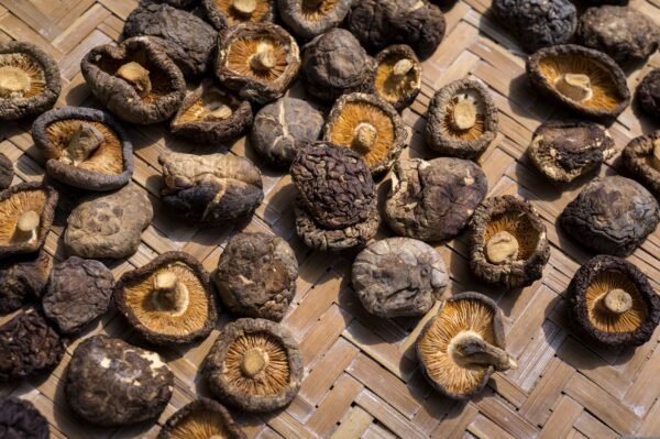 Classic Dried Mushroom