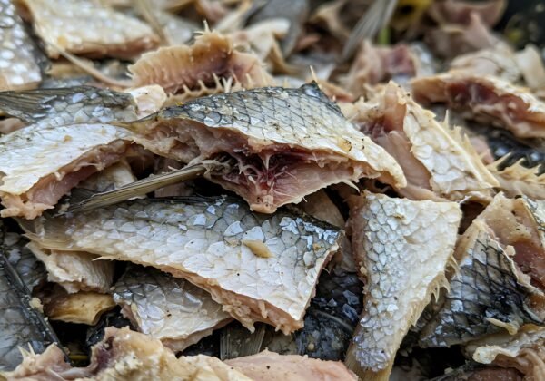 Dried Roach Fish