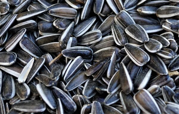 Dried Sunflower Seeds