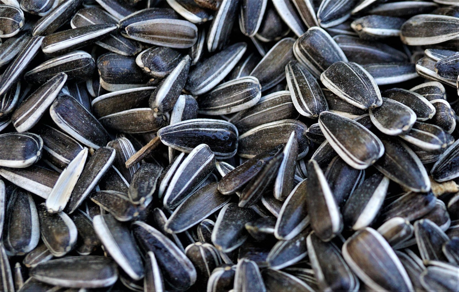 Dried Sunflower Seeds