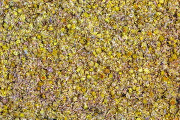 Dried Chrysanthemums