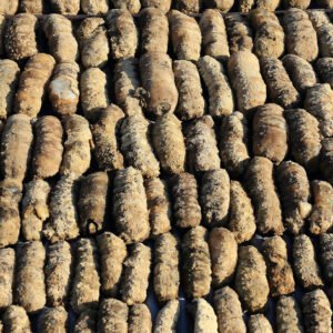 Dried Sea Cucumber