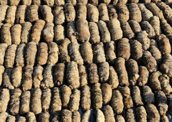 Dried Sea Cucumber