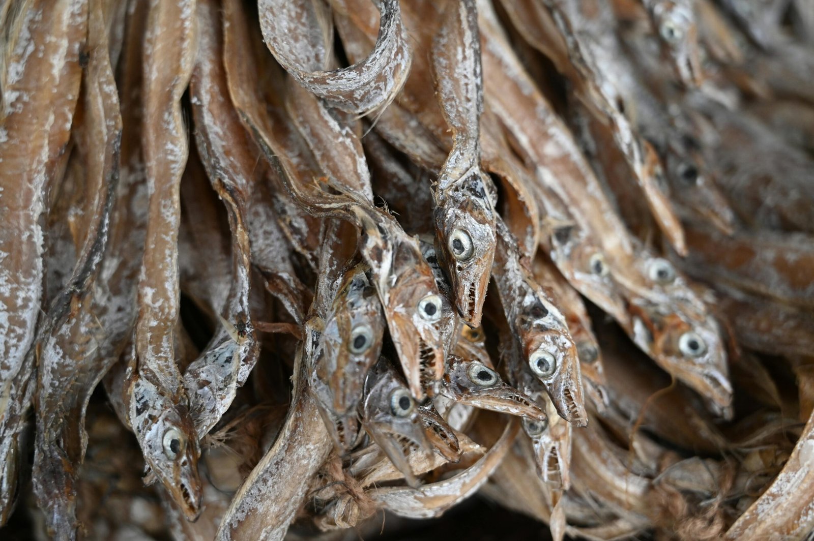 Dried Beltfish