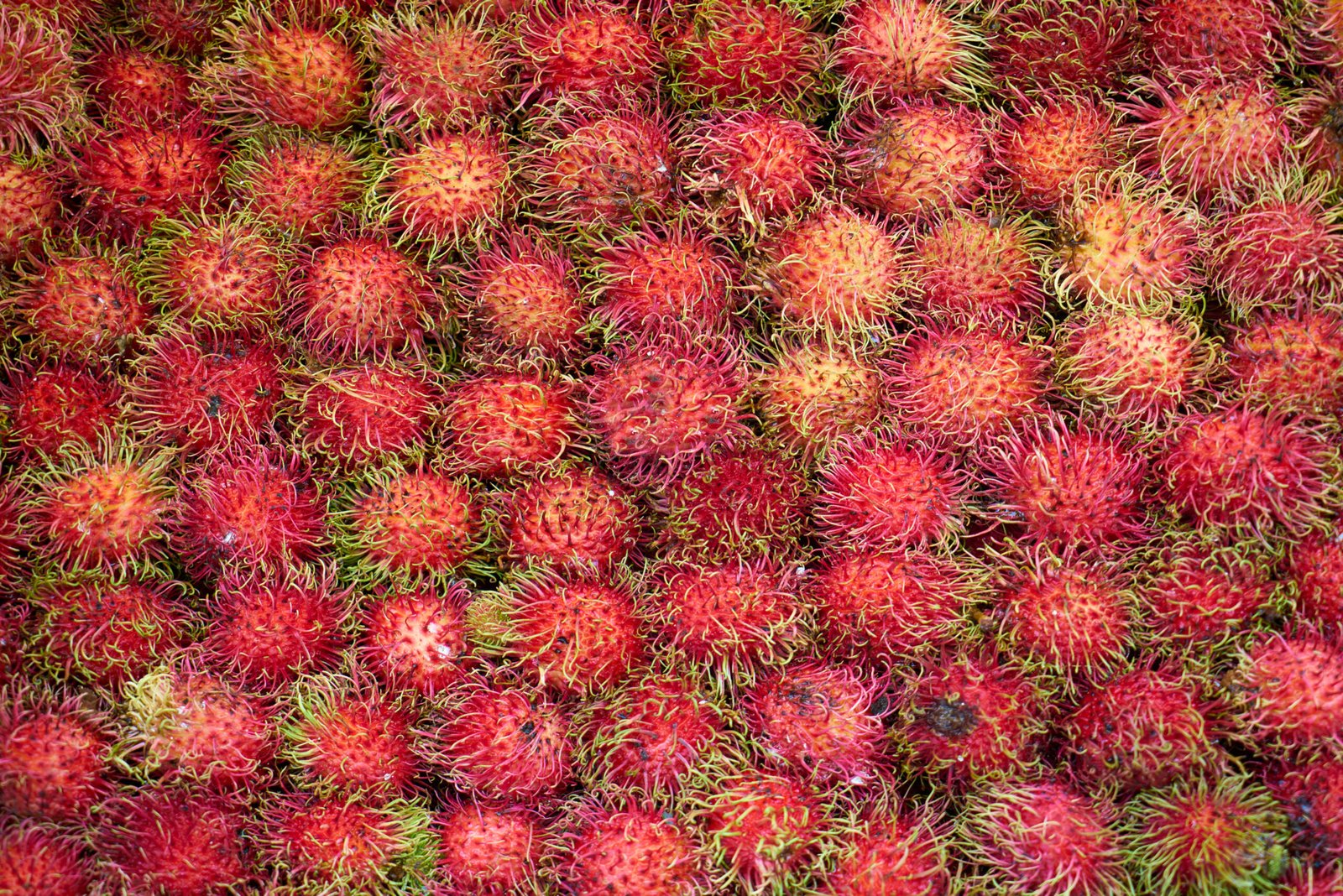Premium Dried Rambutan