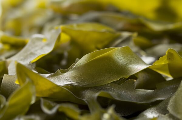 Dried Shredded Kelp