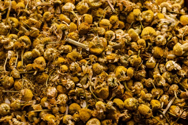 Dried Helichrysum